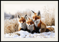 Trois renards curieux sont assis ensemble dans un paysage enneigé et rayonnent d'idylle hivernale et de charme naturel.-2