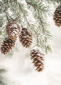 Snow-covered cones hang from frosty fir branches, exuding the quiet beauty of winter.-7