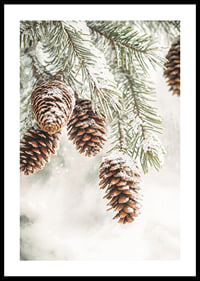 Snow-covered cones hang from frosty fir branches, exuding the quiet beauty of winter.-0