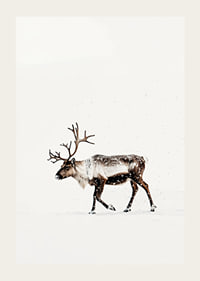 En ensam ren vandrar genom ett snöigt landskap och utstrålar nordisk vinterro och elegans.-3