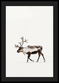 En ensam ren vandrar genom ett snöigt landskap och utstrålar nordisk vinterro och elegans.-4