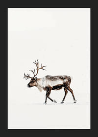 En ensam ren vandrar genom ett snöigt landskap och utstrålar nordisk vinterro och elegans.-5