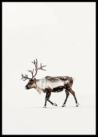En ensam ren vandrar genom ett snöigt landskap och utstrålar nordisk vinterro och elegans.-6