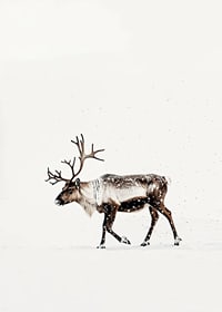 En ensam ren vandrar genom ett snöigt landskap och utstrålar nordisk vinterro och elegans.-7