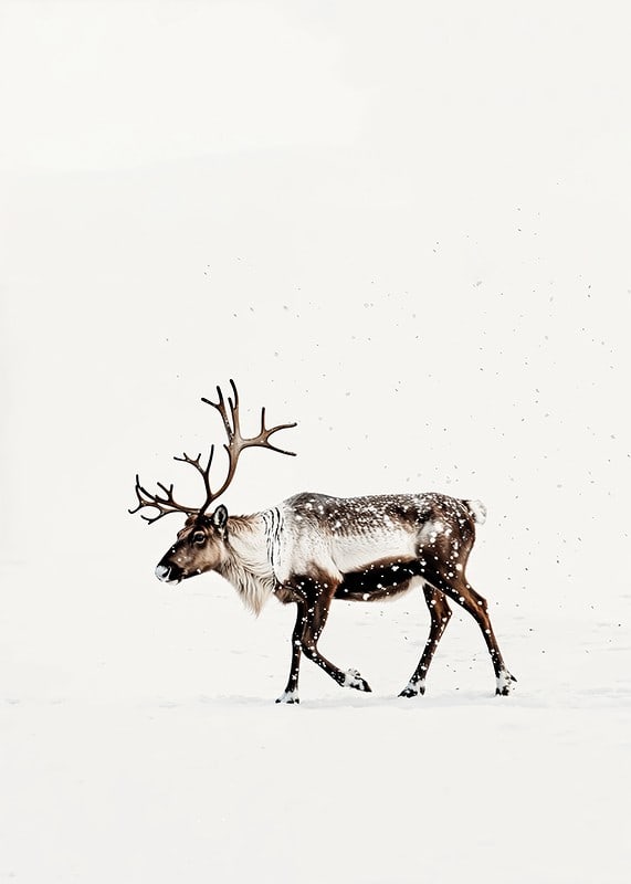 En ensam ren vandrar genom ett snöigt landskap och utstrålar nordisk vinterro och elegans.-12