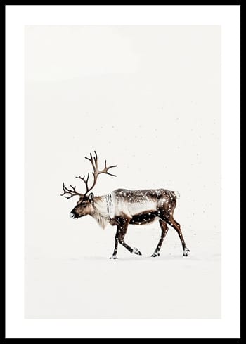 Poster Reindeer In Snow Serenity