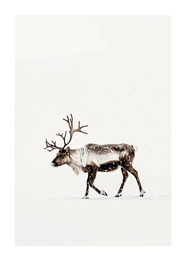 Juliste Reindeer In Snow Serenity