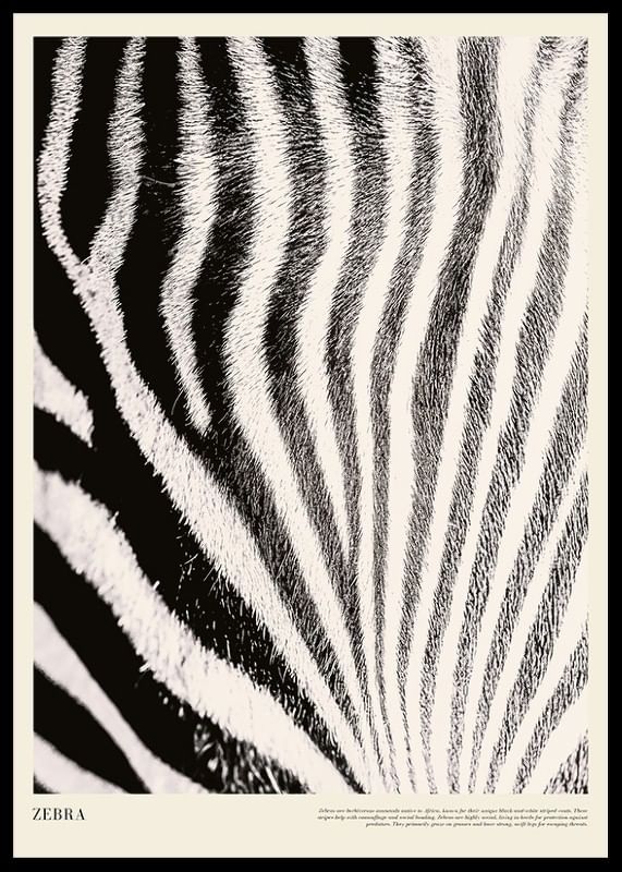 Poster cu un prim plan al blanii de zebre-12