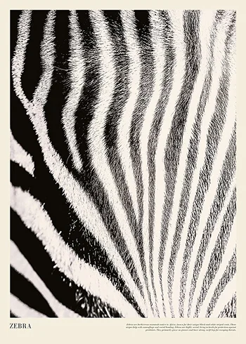 Poster Zebra Print