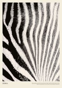 Poster cu un prim plan al blanii de zebre-1