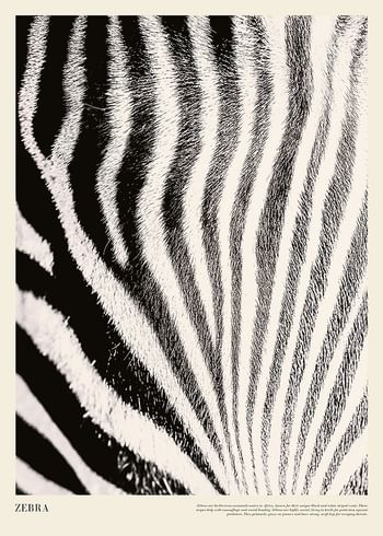Affiche Zebra Print