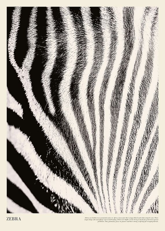 Poster cu un prim plan al blanii de zebre-12