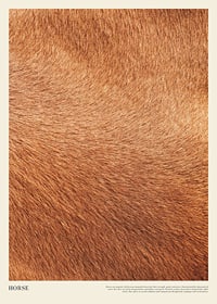 Poster with a close-up of the horse's fur-1