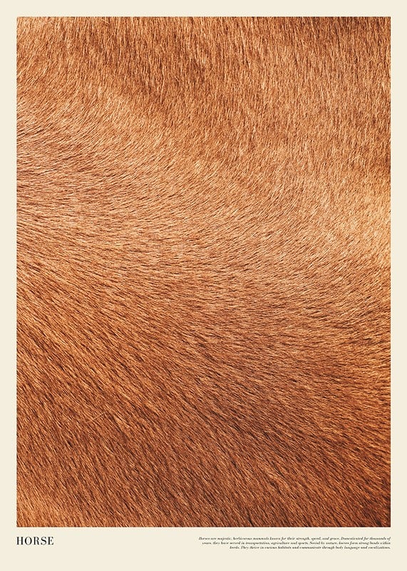 Poster with a close-up of the horse's fur-12