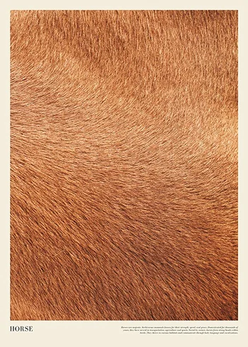 Poster Horse Print