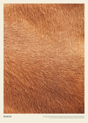 Poster Horse Print