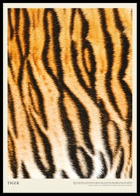 Póster con piel de tigre.-0