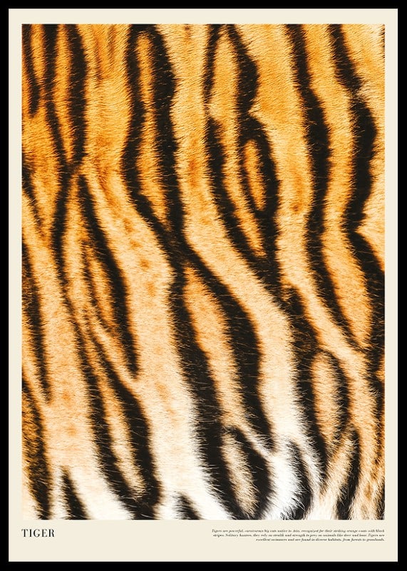 Póster con piel de tigre.-12