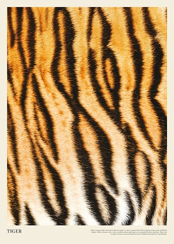 Poster Tiger Print