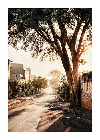 Poster The Tree By The Lane