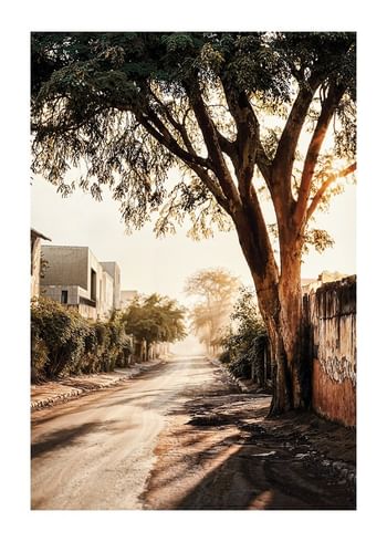Poster The Tree By The Lane