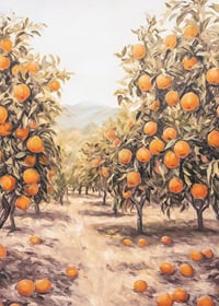 A sunny poster depicting a lush orange grove, filled with ripe fruit -7