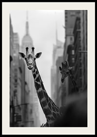 Giraffes in the big city give a surreal and dreamlike feeling-2