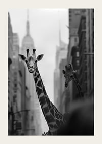 Giraffes in the big city give a surreal and dreamlike feeling-3