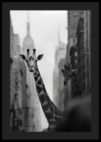 Giraffer i storstaden ger en surrealistisk och drömlik känsla-4