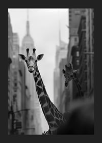 Giraffes in the big city give a surreal and dreamlike feeling-5