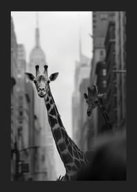 Giraffer i storstaden ger en surrealistisk och drömlik känsla-5