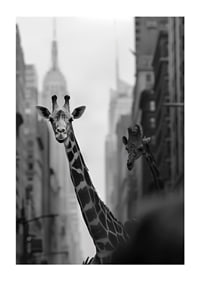 Giraffes in the big city give a surreal and dreamlike feeling-1