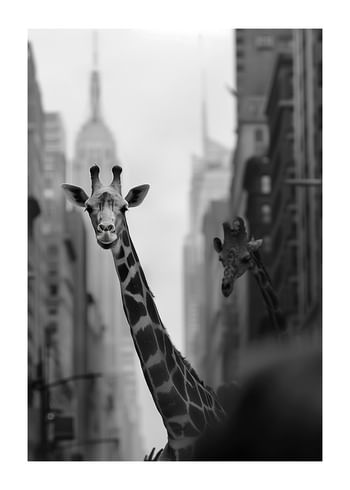 Póster Giraffes In The City